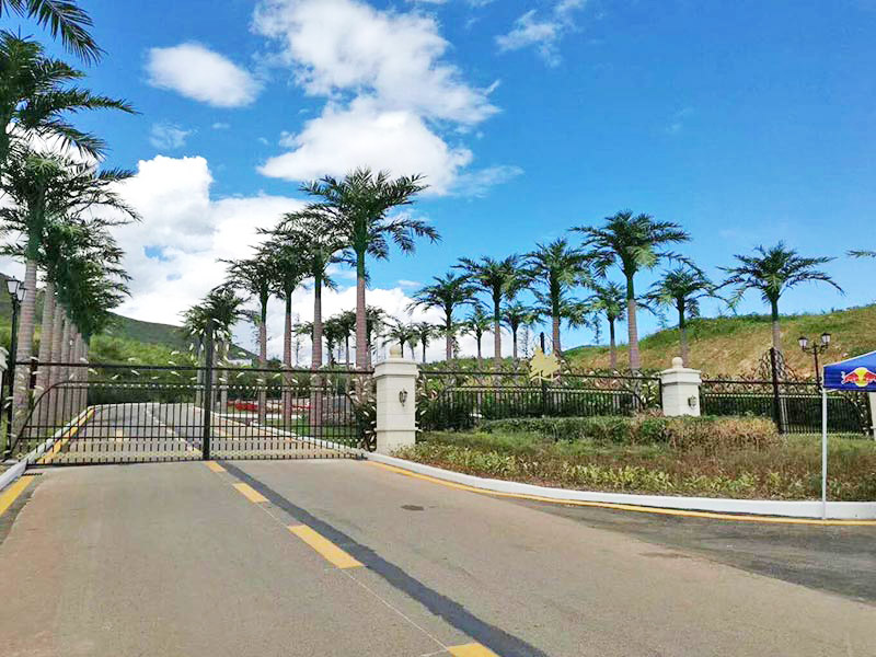 深圳仿真树